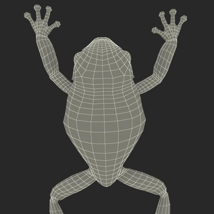 Australian Green Tree Frog Jumping Pose 3D model