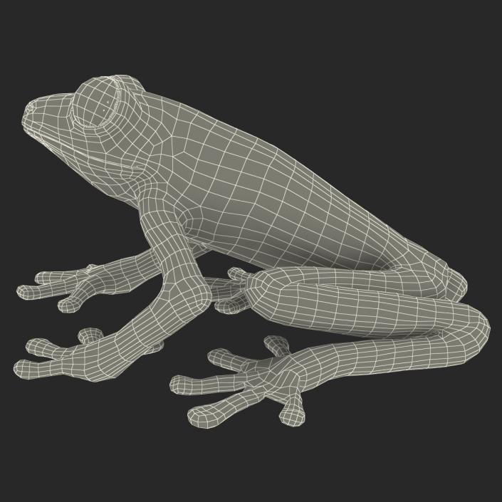 3D model Red Eyed Tree Frog Pose 4