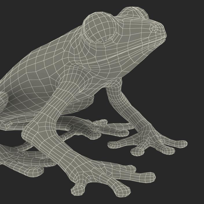 3D model Red Eyed Tree Frog Pose 4