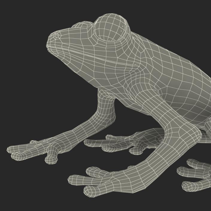 3D model Red Eyed Tree Frog Pose 4