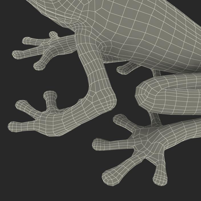 3D model Red Eyed Tree Frog Pose 4