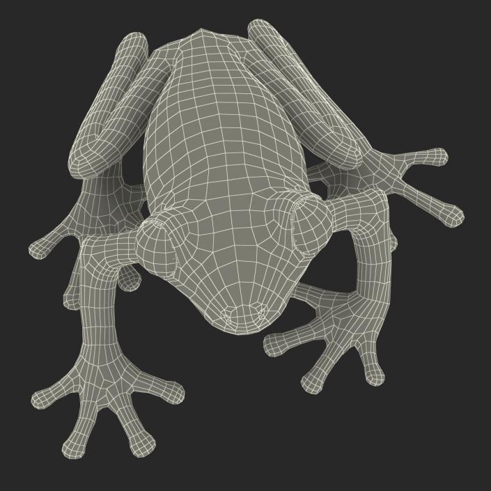 3D model Red Eyed Tree Frog Pose 4