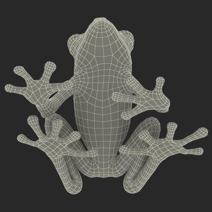 3D model Red Eyed Tree Frog Pose 4