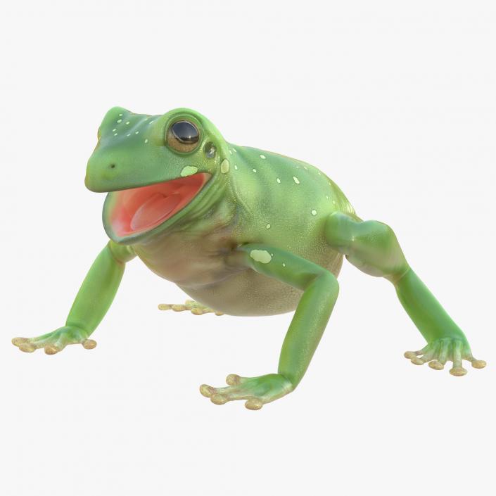 3D Australian Green Tree Frog Pose 4 model