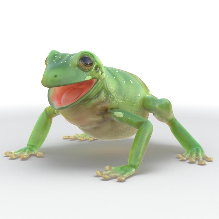 3D Australian Green Tree Frog Pose 4 model