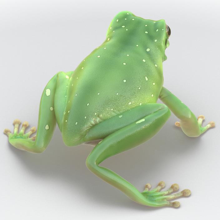 3D Australian Green Tree Frog Pose 4 model