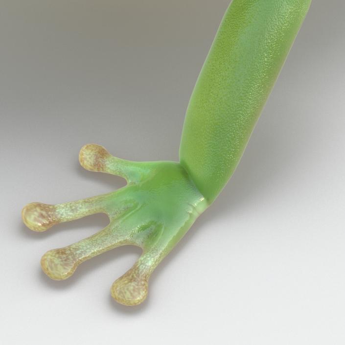 3D Australian Green Tree Frog Pose 4 model