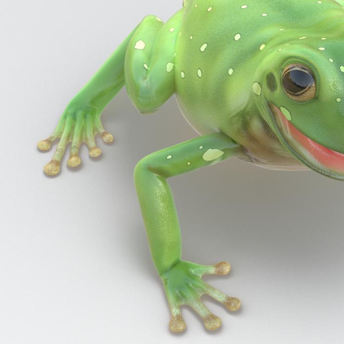 3D Australian Green Tree Frog Pose 4 model