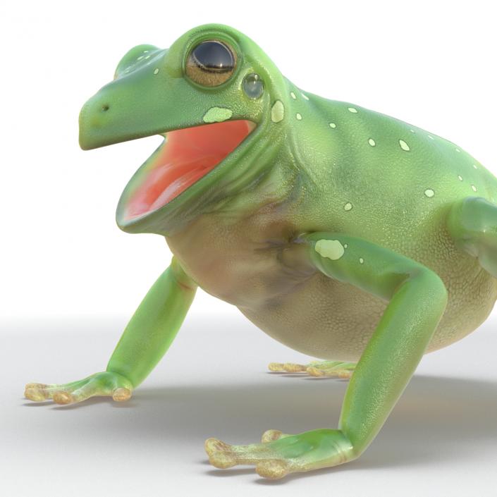 3D Australian Green Tree Frog Pose 4 model