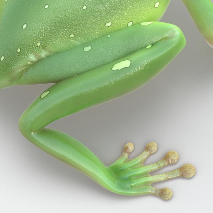 3D Australian Green Tree Frog Pose 4 model