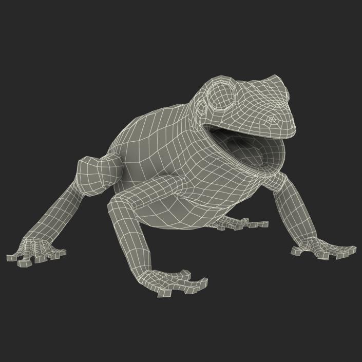 3D Australian Green Tree Frog Pose 4 model