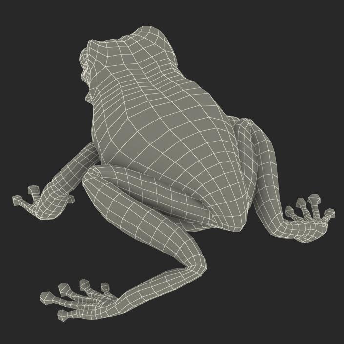 3D Australian Green Tree Frog Pose 4 model