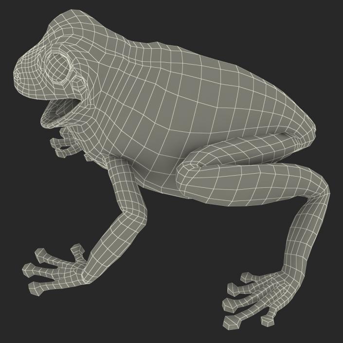 3D Australian Green Tree Frog Pose 4 model