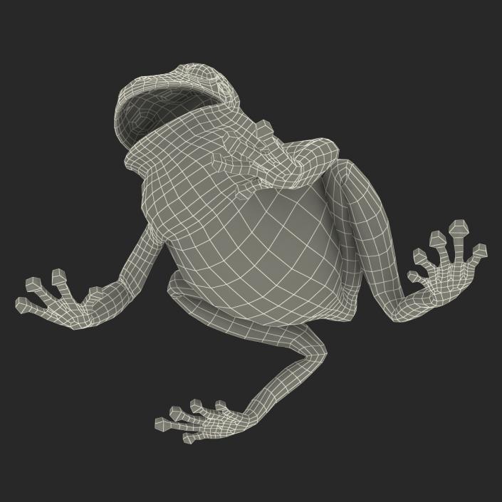 3D Australian Green Tree Frog Pose 4 model