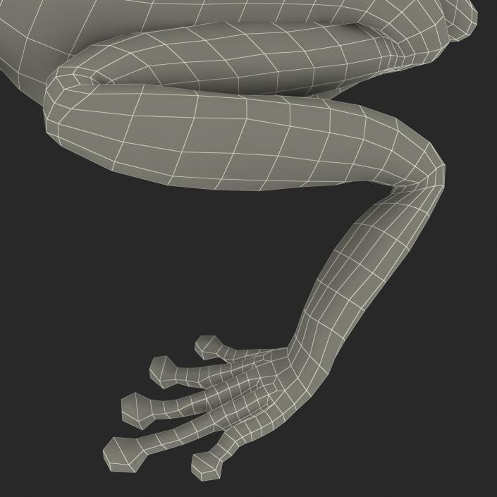 3D Australian Green Tree Frog Pose 4 model