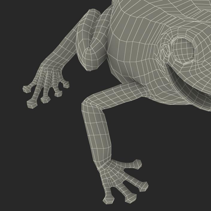 3D Australian Green Tree Frog Pose 4 model