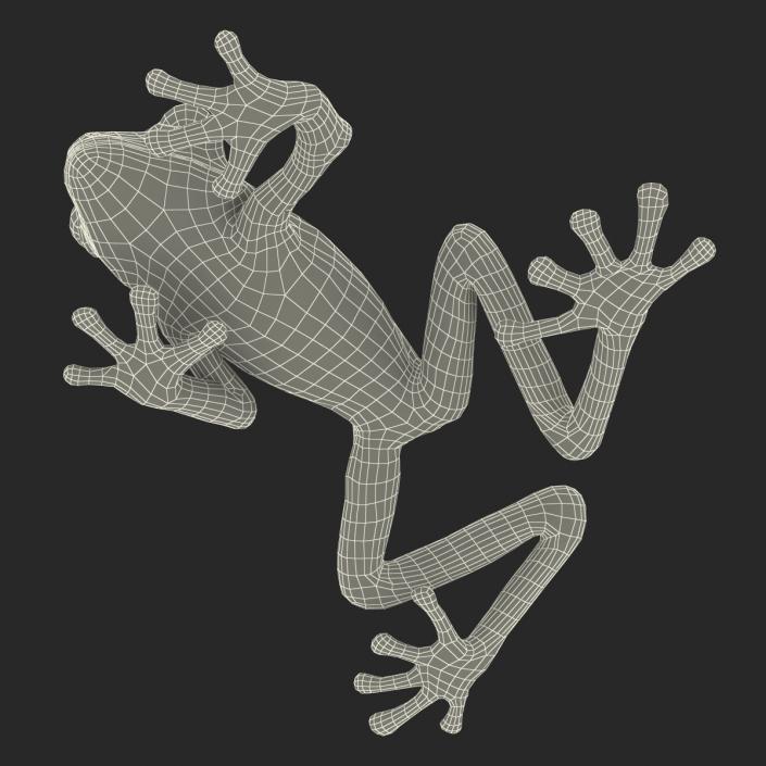 3D model Red Eyed Tree Frog Pose 3