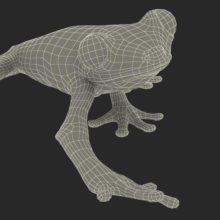 3D model Red Eyed Tree Frog Pose 2