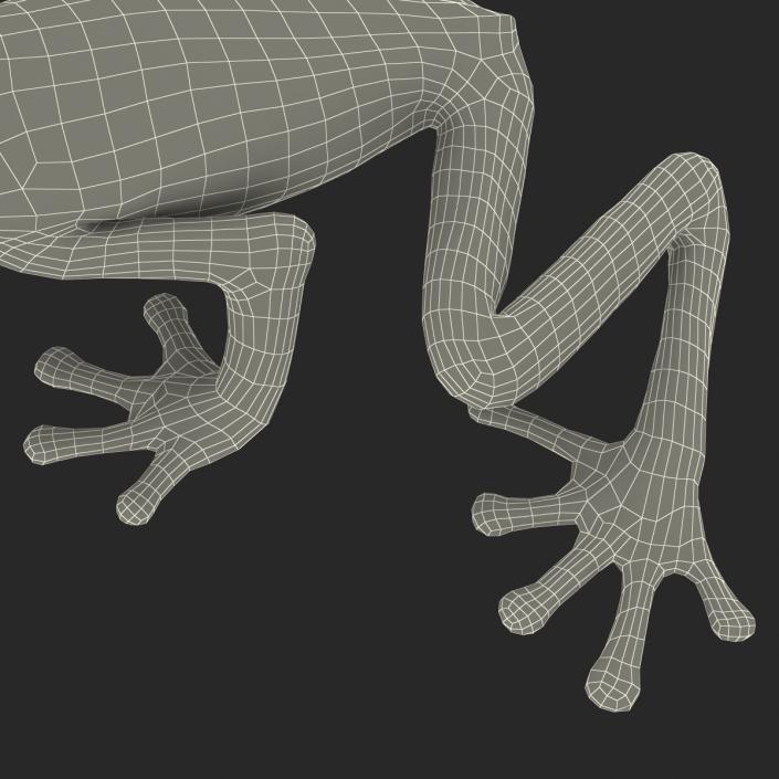 3D model Red Eyed Tree Frog Pose 2