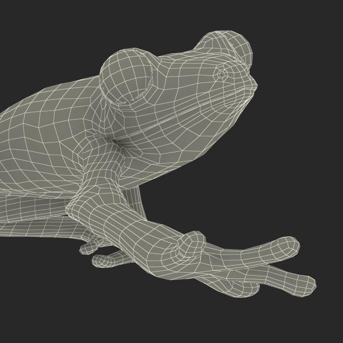 3D model Red Eyed Tree Frog Pose 2