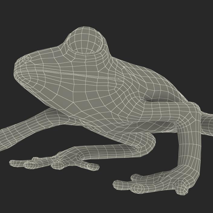 3D model Red Eyed Tree Frog Pose 2