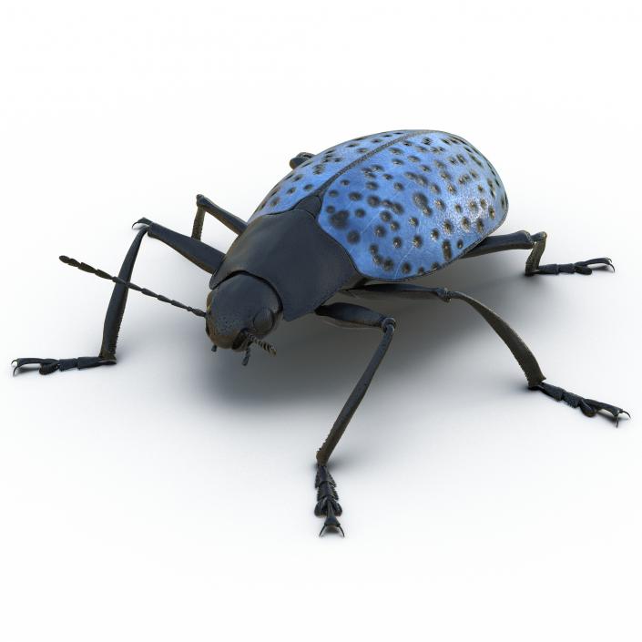 3D model Gibbifer Californicus Beetle Rigged