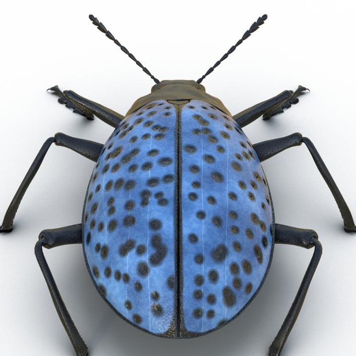 3D model Gibbifer Californicus Beetle Rigged