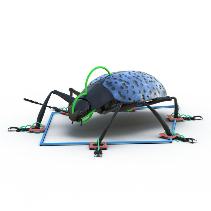 3D model Gibbifer Californicus Beetle Rigged