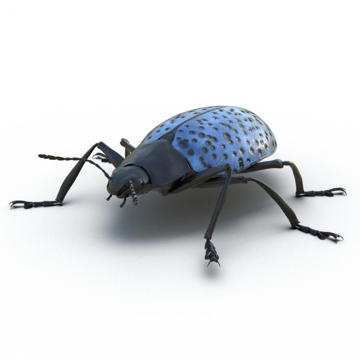 3D model Gibbifer Californicus Beetle Rigged