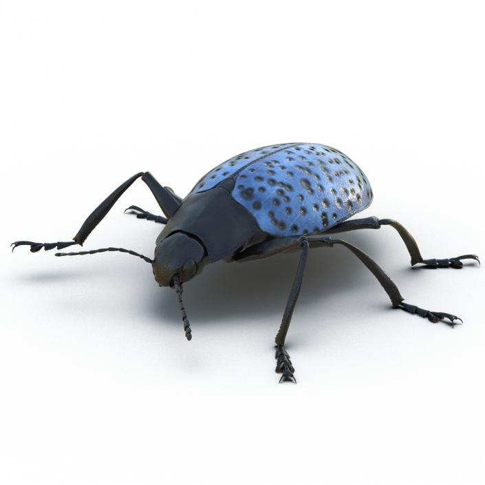 3D model Gibbifer Californicus Beetle Rigged