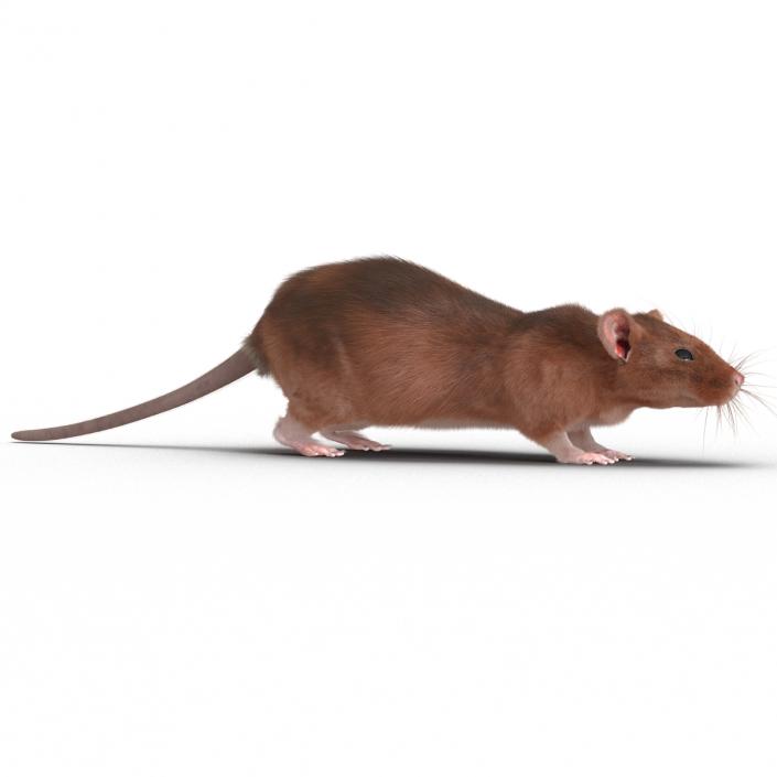 Rat 2 3D model