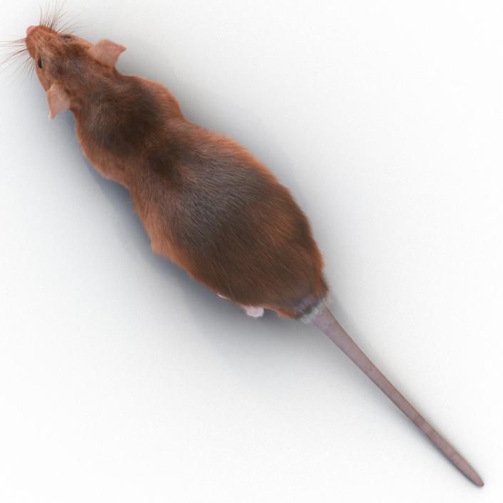 Rat 2 3D model