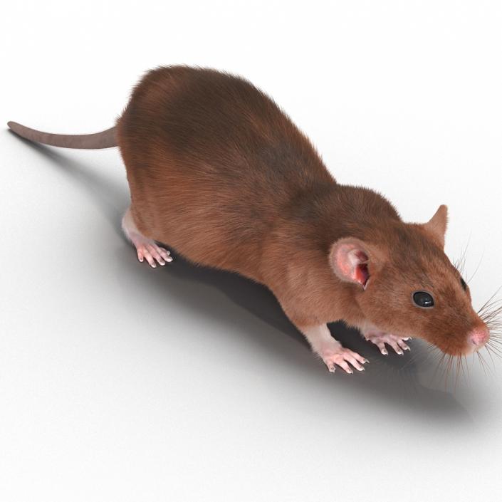 Rat 2 3D model