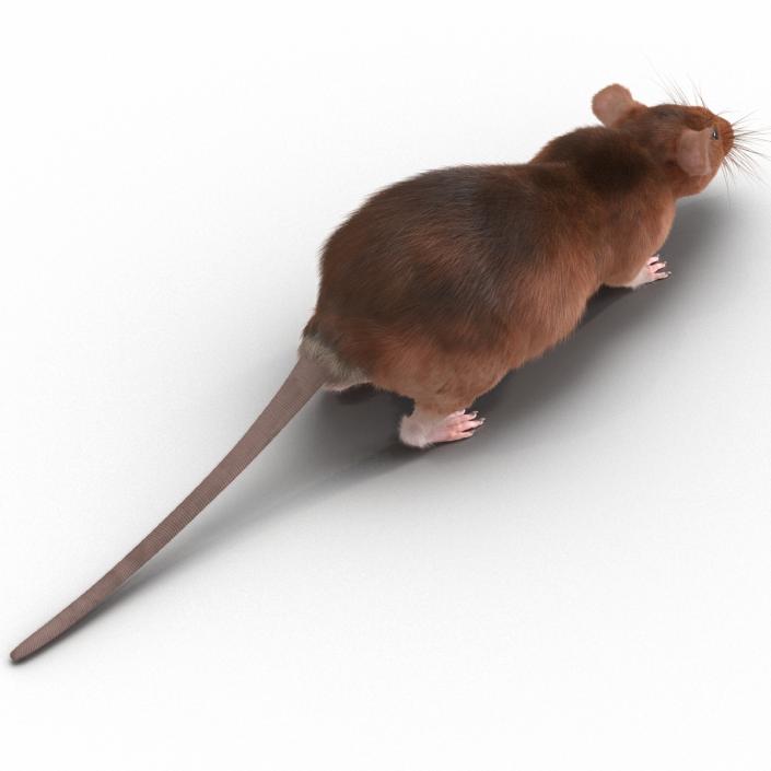 Rat 2 3D model