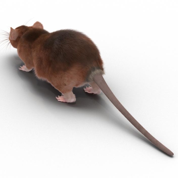 Rat 2 3D model