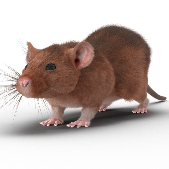 Rat 2 3D model