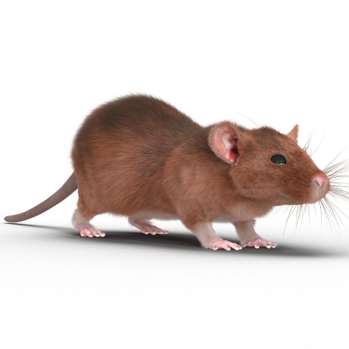 Rat 2 3D model