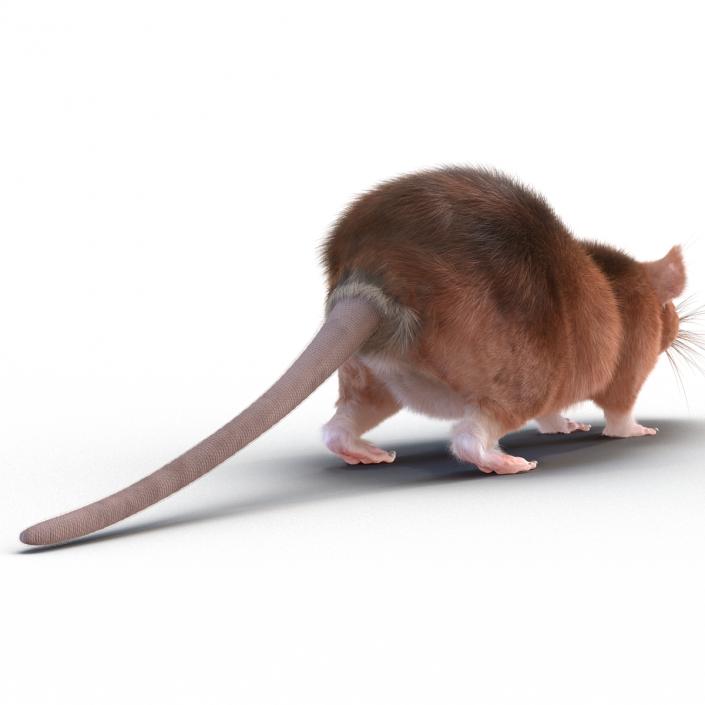 Rat 2 3D model