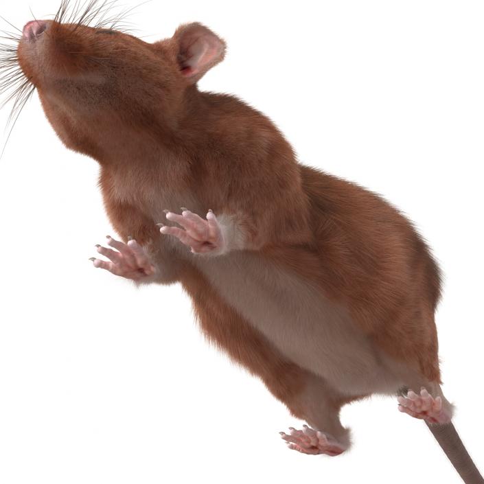 Rat 2 3D model