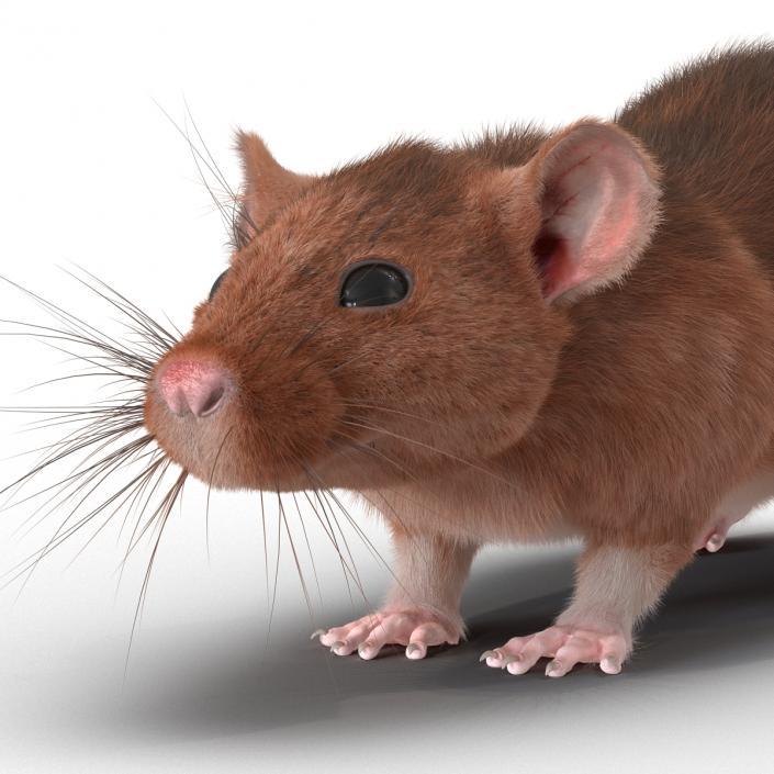 Rat 2 3D model