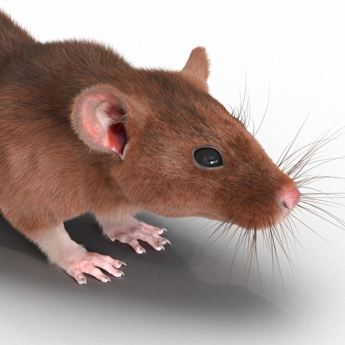 Rat 2 3D model