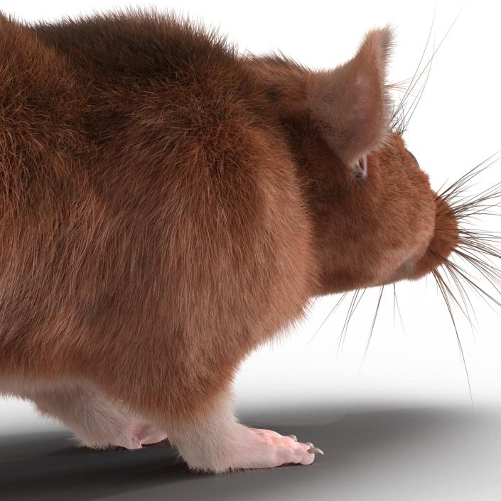 Rat 2 3D model