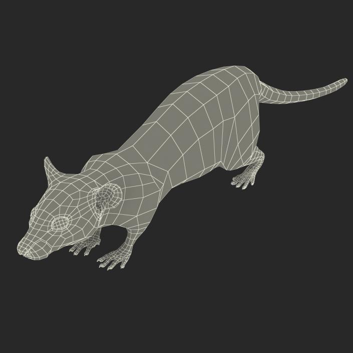 Rat 2 3D model