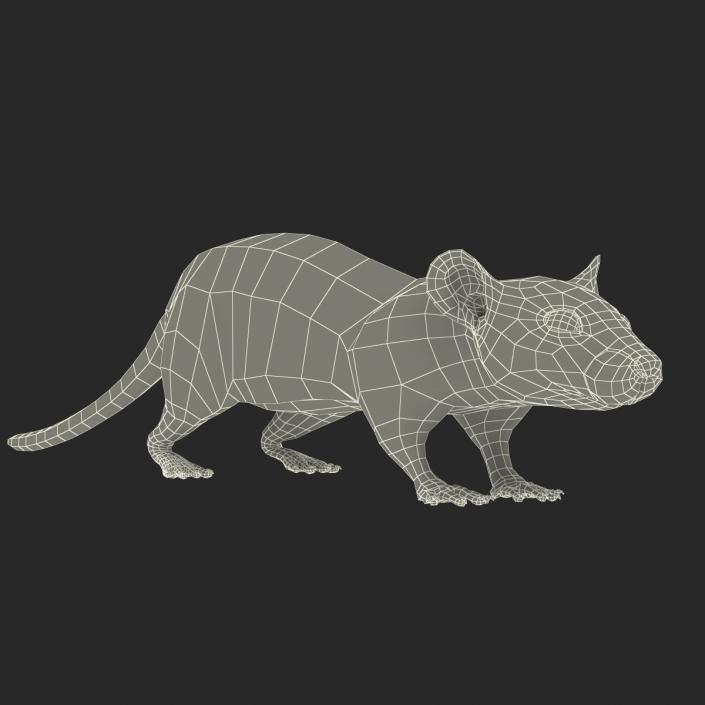 Rat 2 3D model