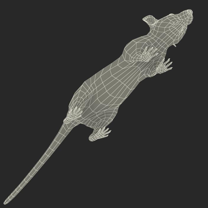 Rat 2 3D model