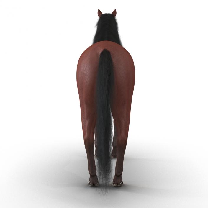 Horse with Fur 3D model