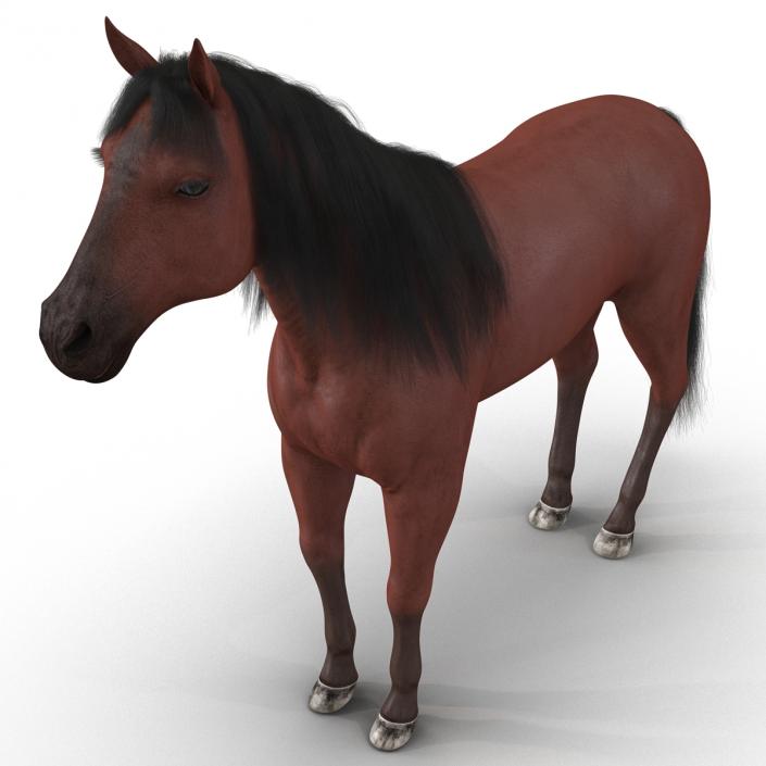 Horse with Fur 3D model