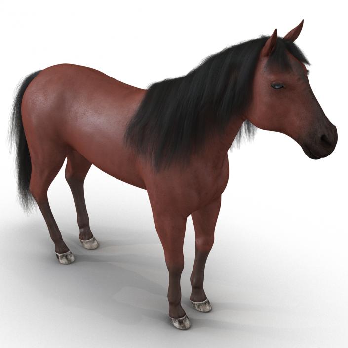 Horse with Fur 3D model