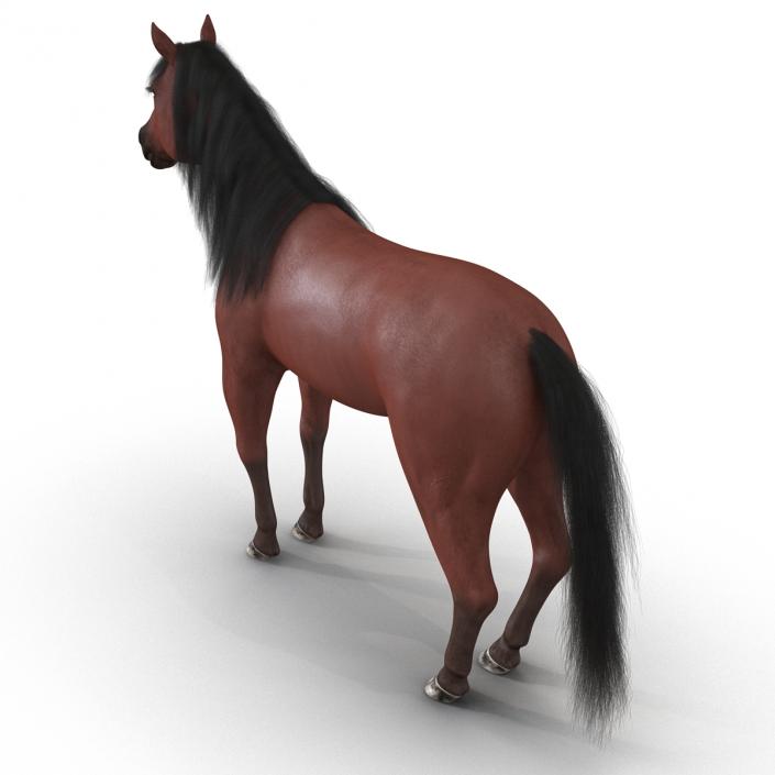 Horse with Fur 3D model