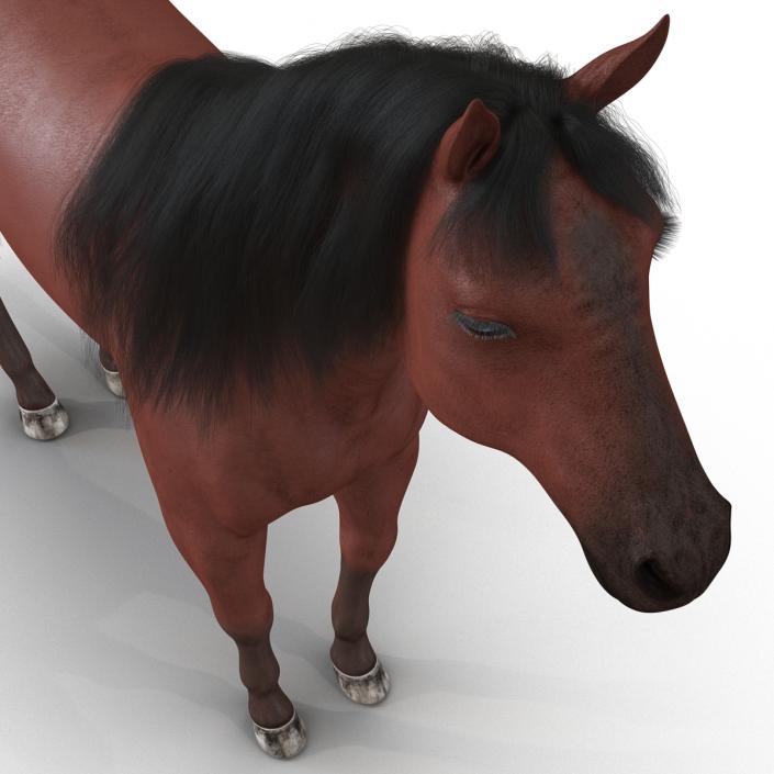 Horse with Fur 3D model